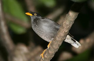 Jalak Kerbau Acridotheres javanicus (Javan Myna) 5